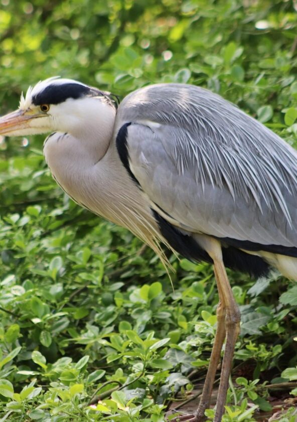 Herons - Aigrettes - territoire centre_Maulette