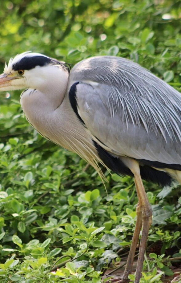 Herons - Aigrettes - territoire sud_Condé-sur-Vesgre