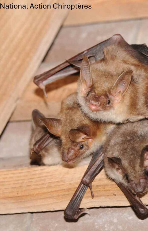 Chauve Souris - Grand Murin_Montchauvet