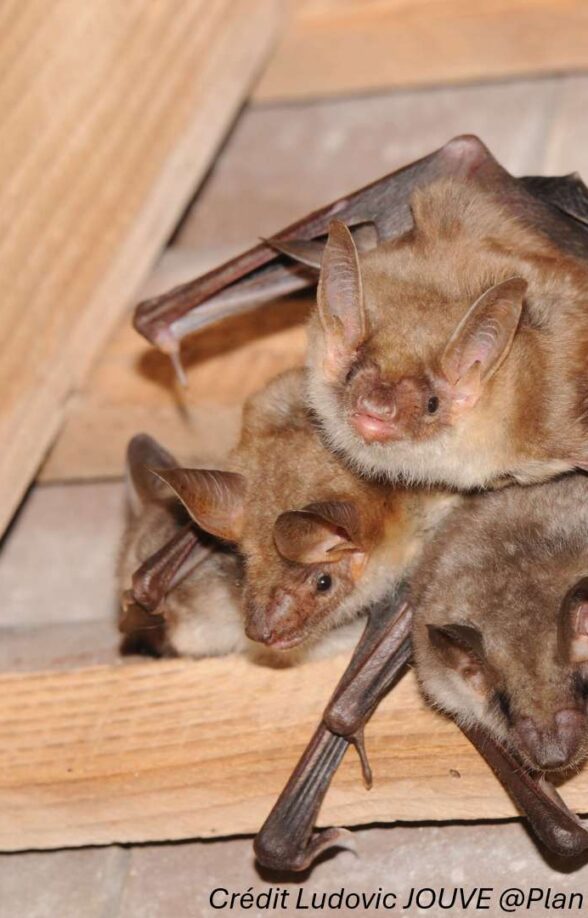 Chauve Souris - Grand Murin_Montchauvet