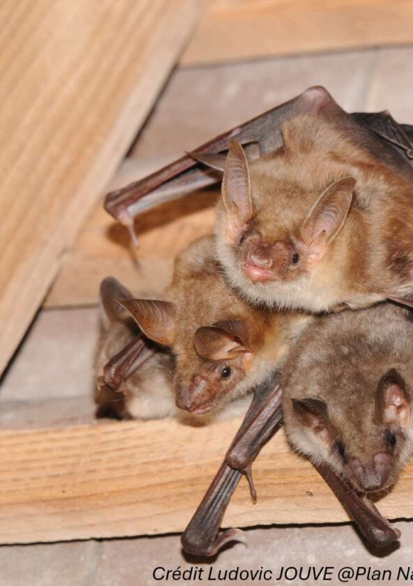 Chauve Souris - Grand Murin_Montchauvet