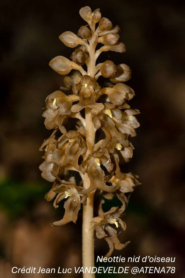 Orchidées sauvages - Bassin de la Vesgre_Condé-sur-Vesgre