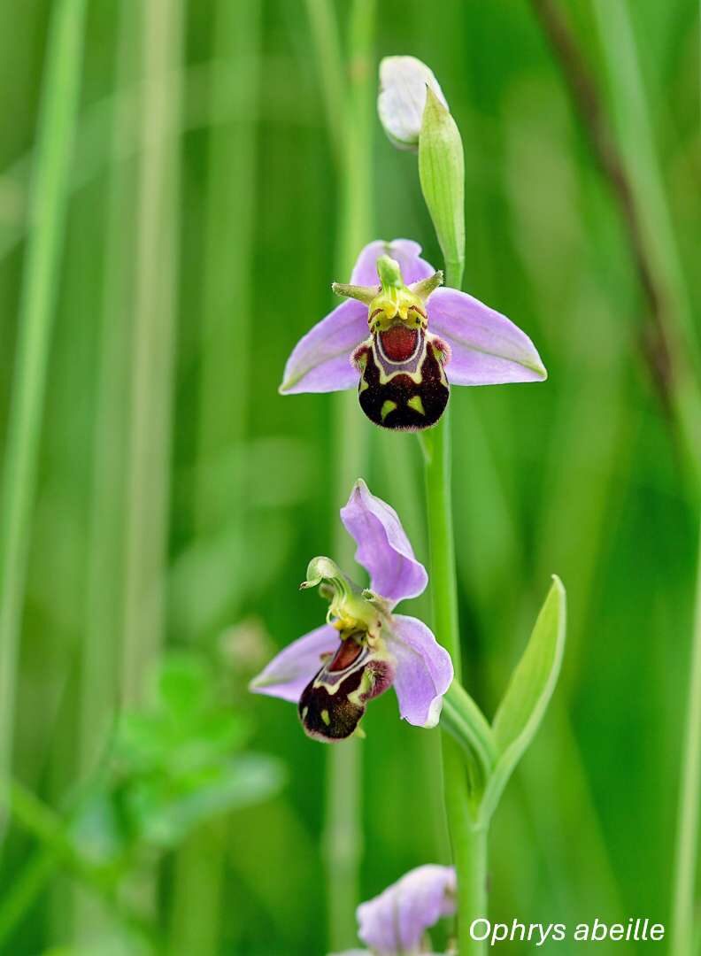 Orchidées sauvages - Bassin de la Vesgre_Condé-sur-Vesgre