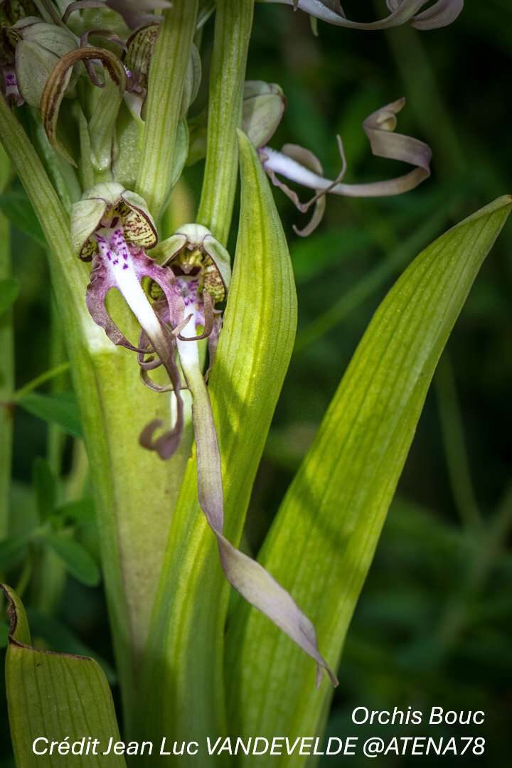 Orchidées sauvages - Bassin de la Vesgre_Condé-sur-Vesgre