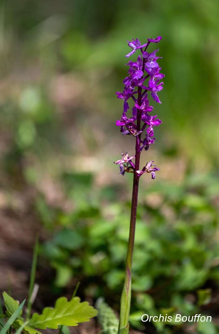 Orchidées sauvages - Bassin de la Vaucouleurs_Montchauvet