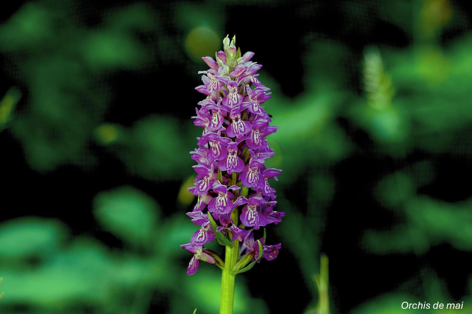 Orchidées sauvages - Bassin de la Vesgre_Condé-sur-Vesgre
