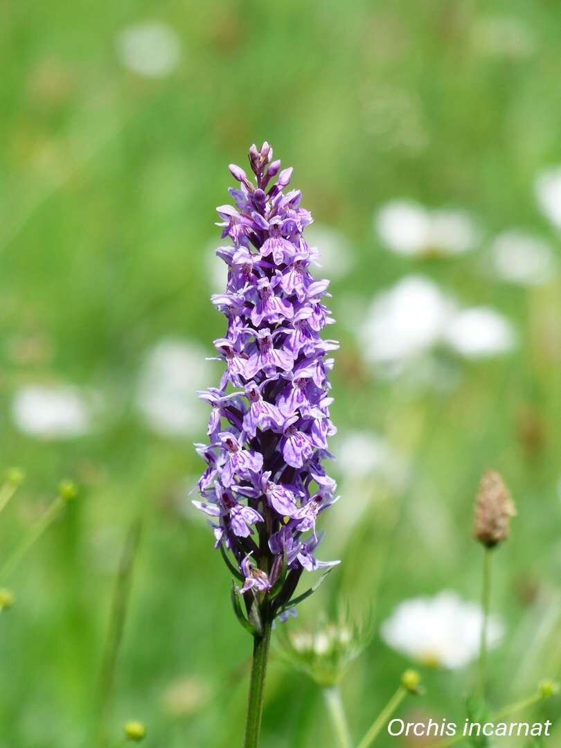 Orchidées sauvages - Bassin de la Vesgre_Condé-sur-Vesgre