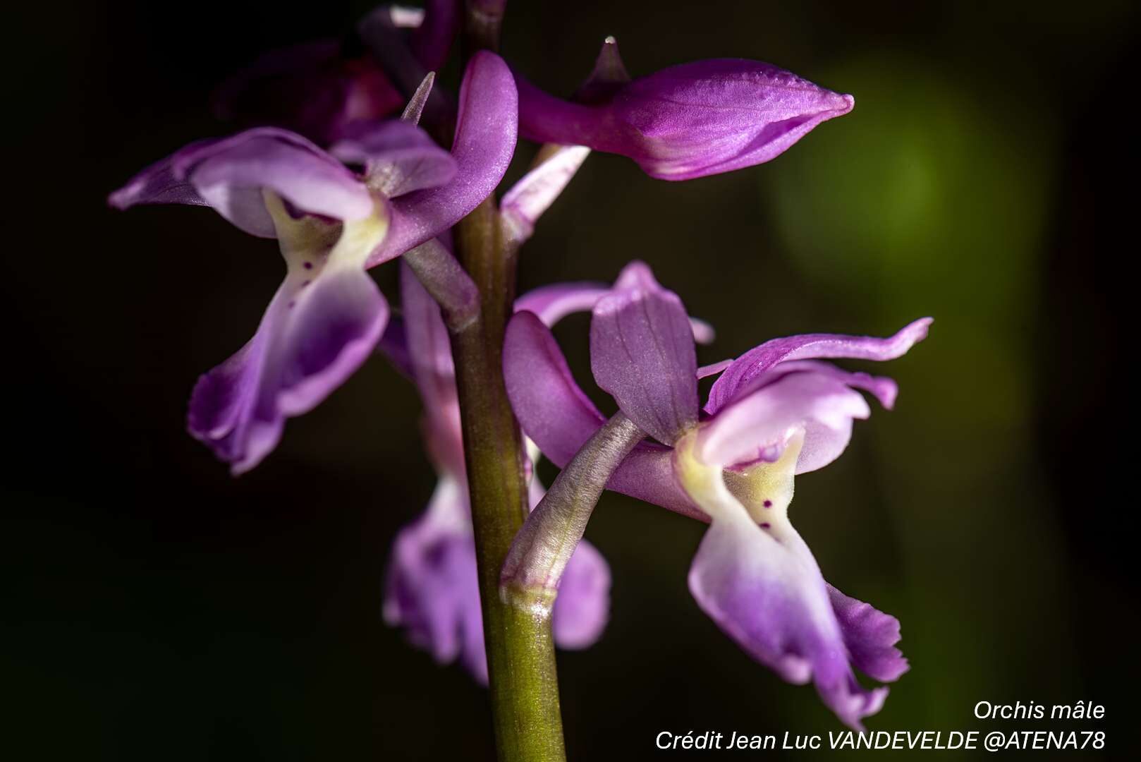 Orchidées sauvages - Bassin de la Vaucouleurs_Montchauvet