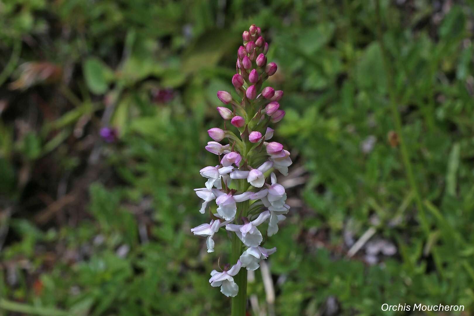 Orchidées sauvages - Bassin de la Vesgre_Condé-sur-Vesgre