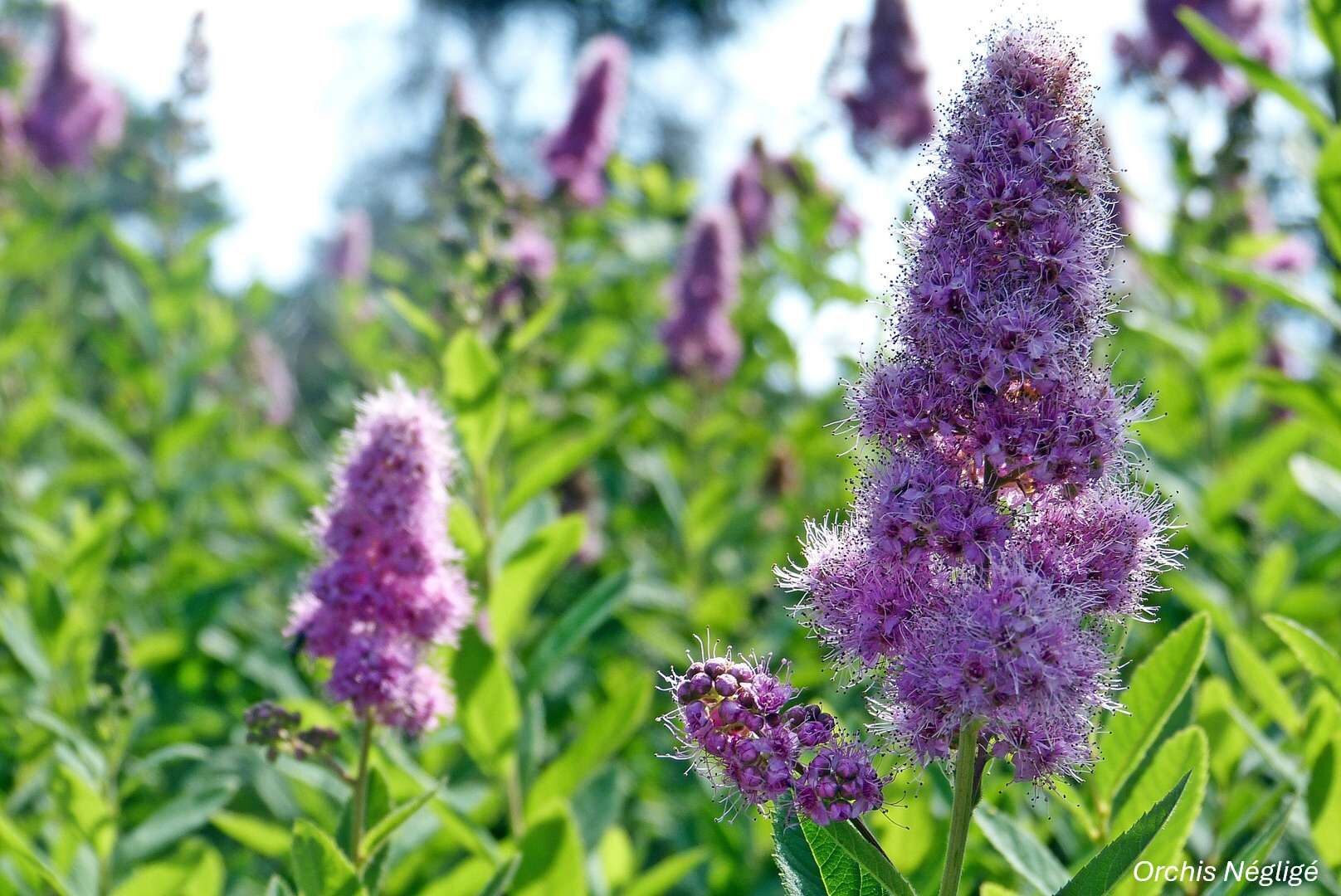 Orchidées sauvages - Bassin de la Vesgre_Condé-sur-Vesgre