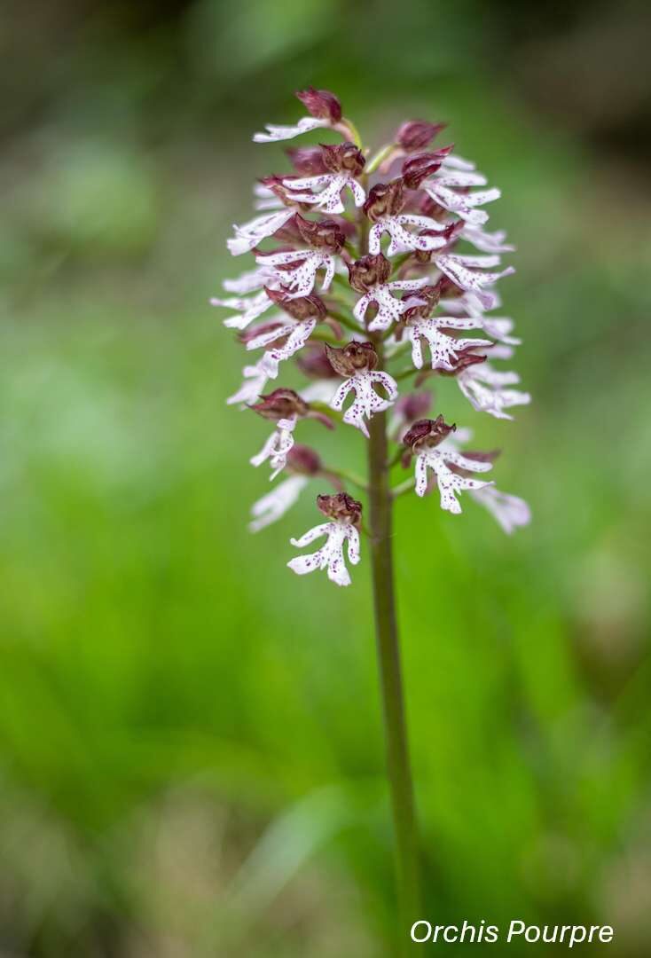 Orchidées sauvages - Bassin de la Vaucouleurs_Montchauvet