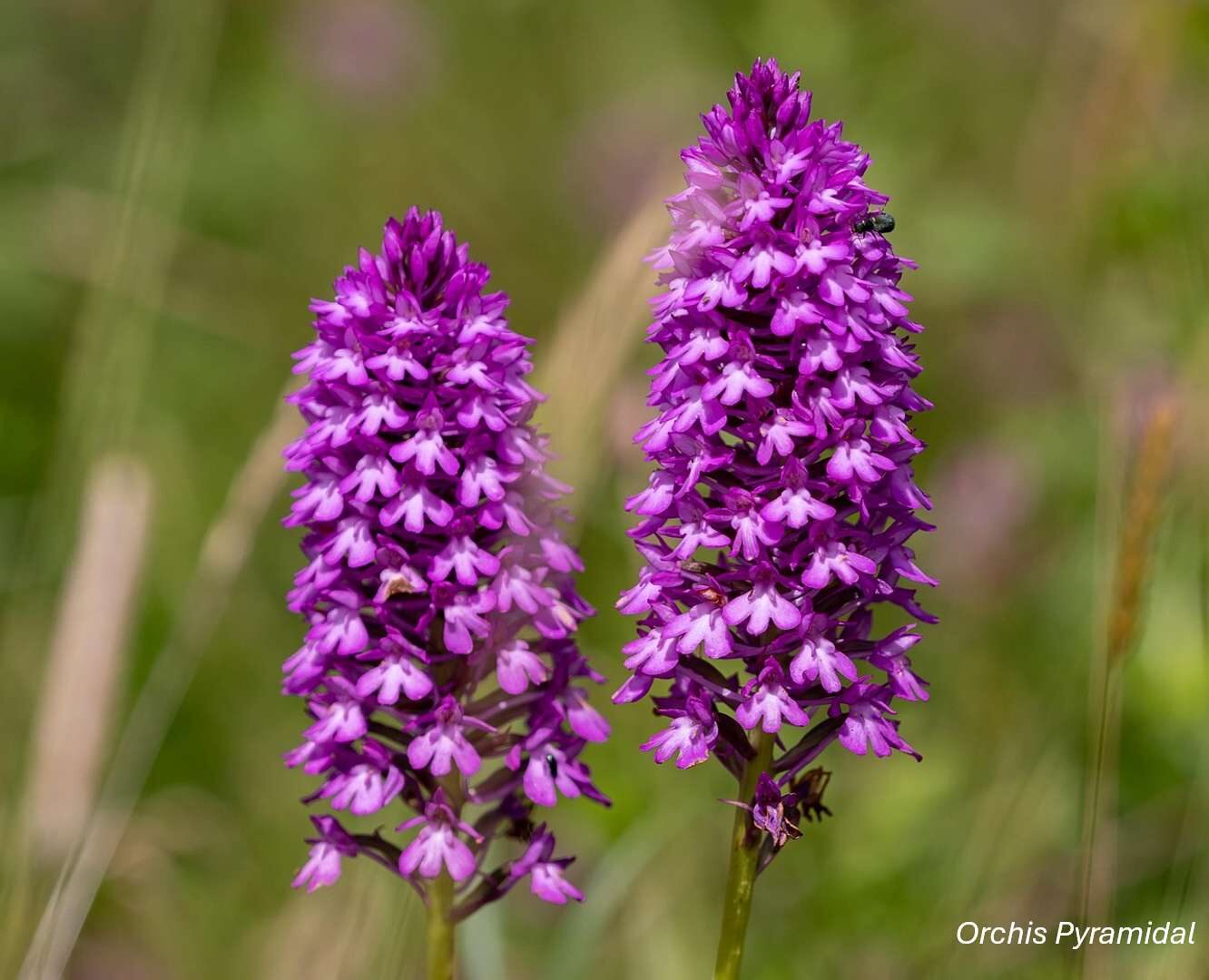 Orchidées sauvages - Bassin de la Vesgre_Condé-sur-Vesgre