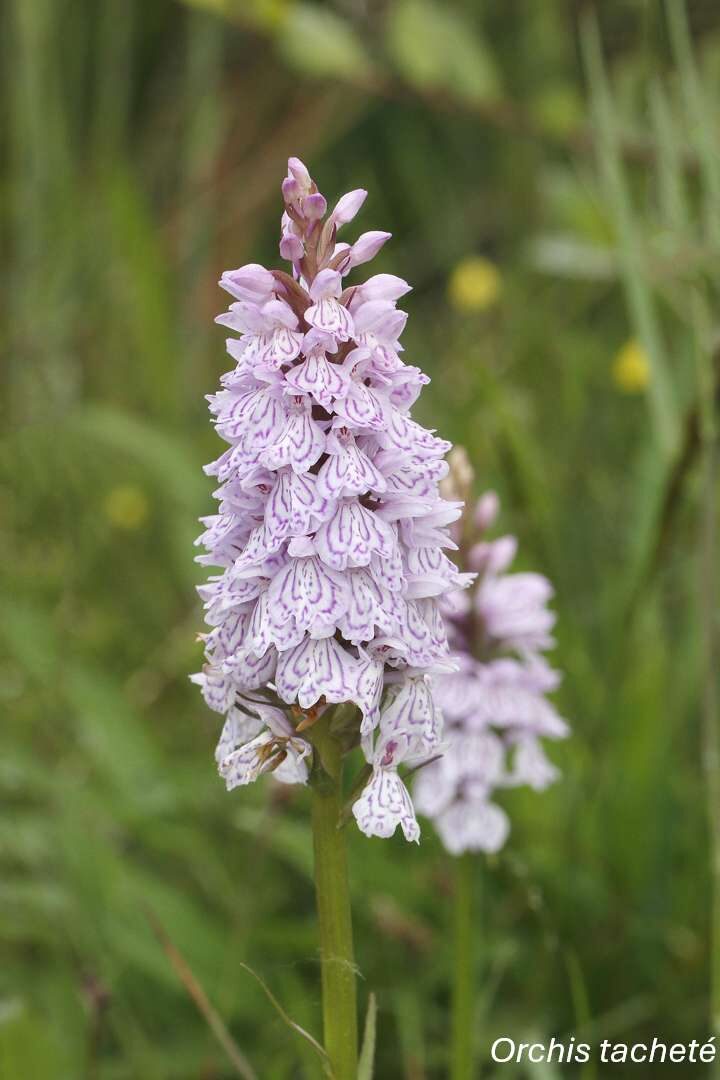 Orchidées sauvages - Bassin de la Vesgre_Condé-sur-Vesgre