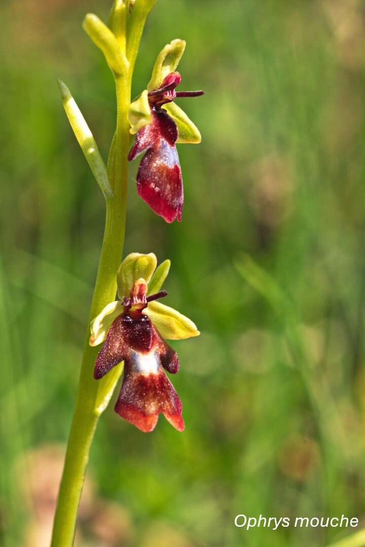 Orchidées sauvages - Bassin de la Vaucouleurs_Montchauvet