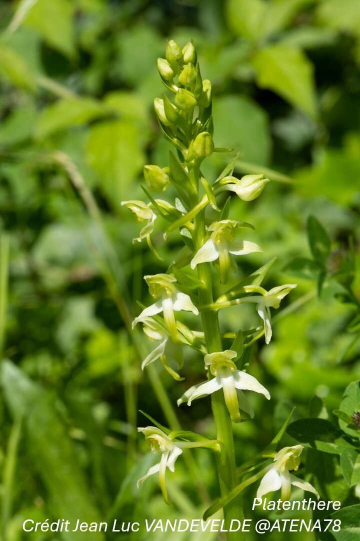 Orchidées sauvages - Bassin de la Vesgre_Condé-sur-Vesgre