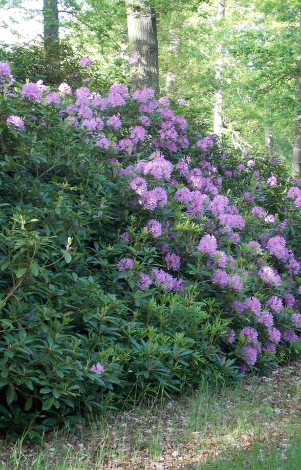 Rhododendron_Condé-sur-Vesgre