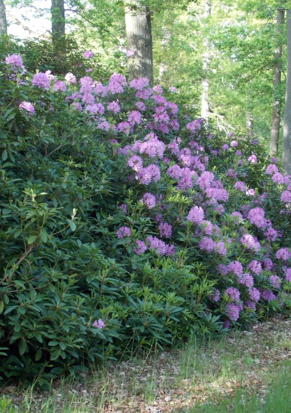Rhododendron_Condé-sur-Vesgre