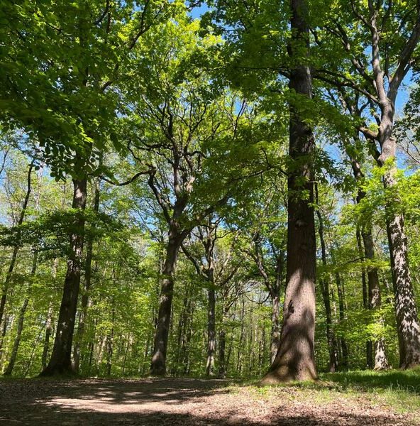 Festival Nuits des Forêts_Versailles