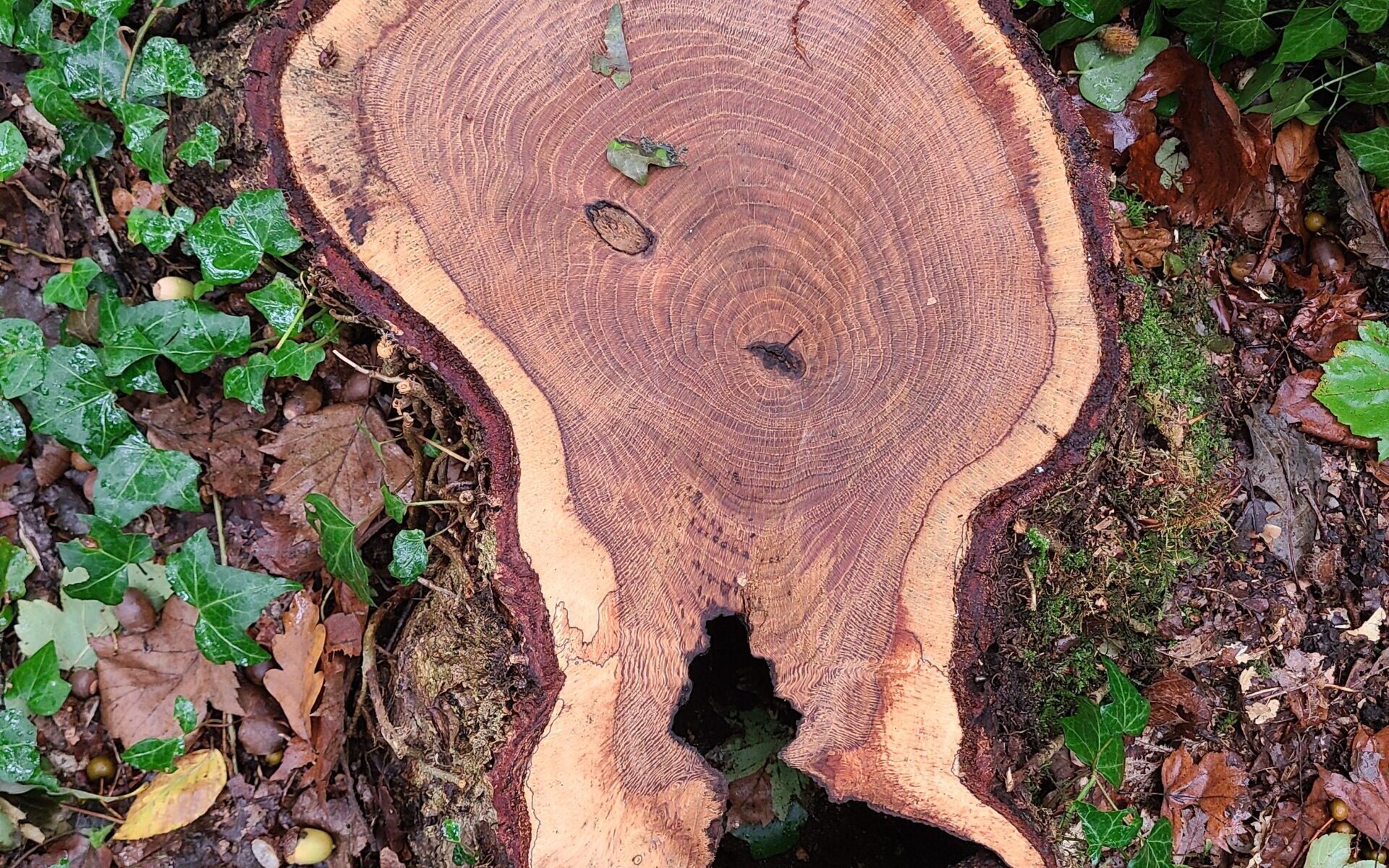 Fans de Forêt_Vernouillet