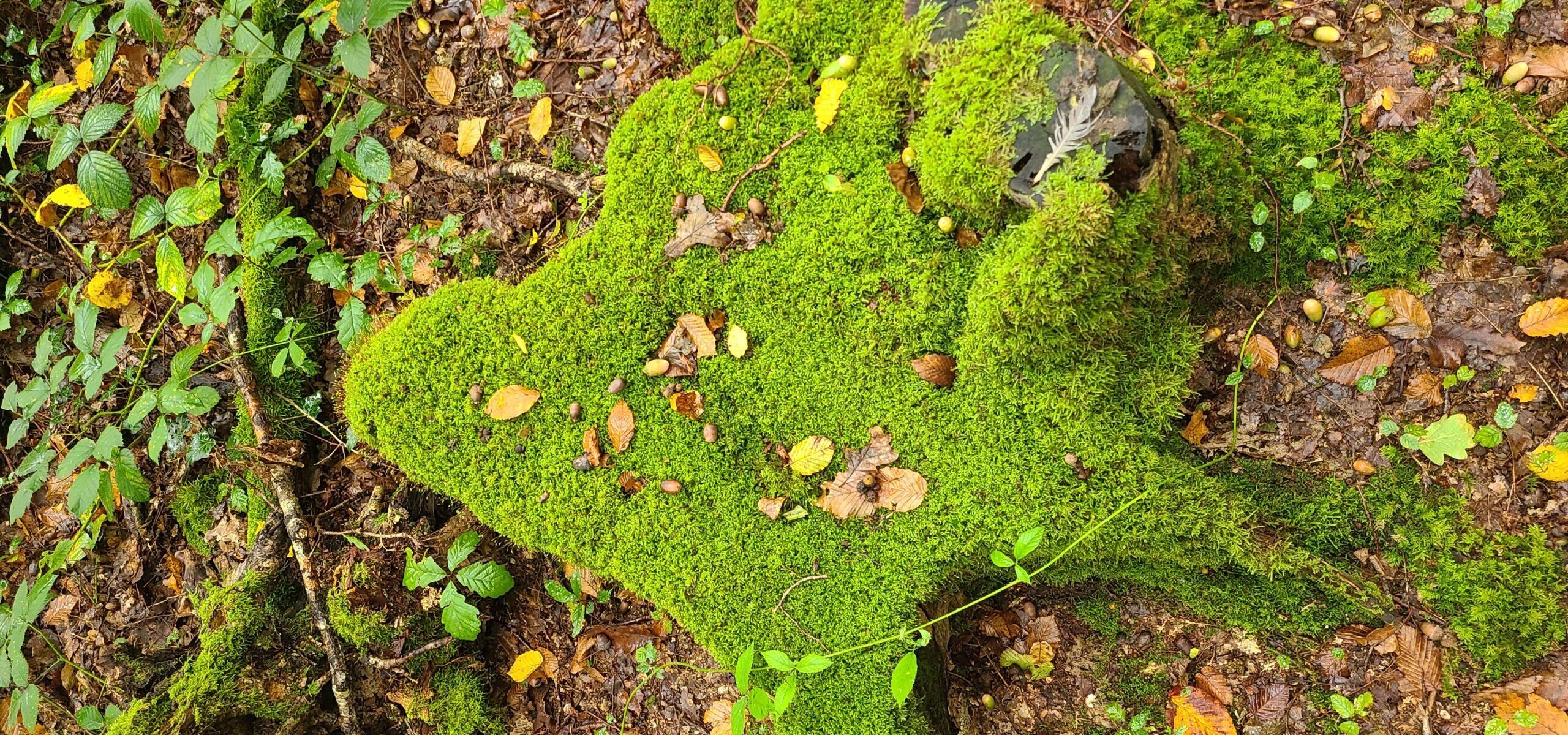 Fans de Forêt_Vernouillet
