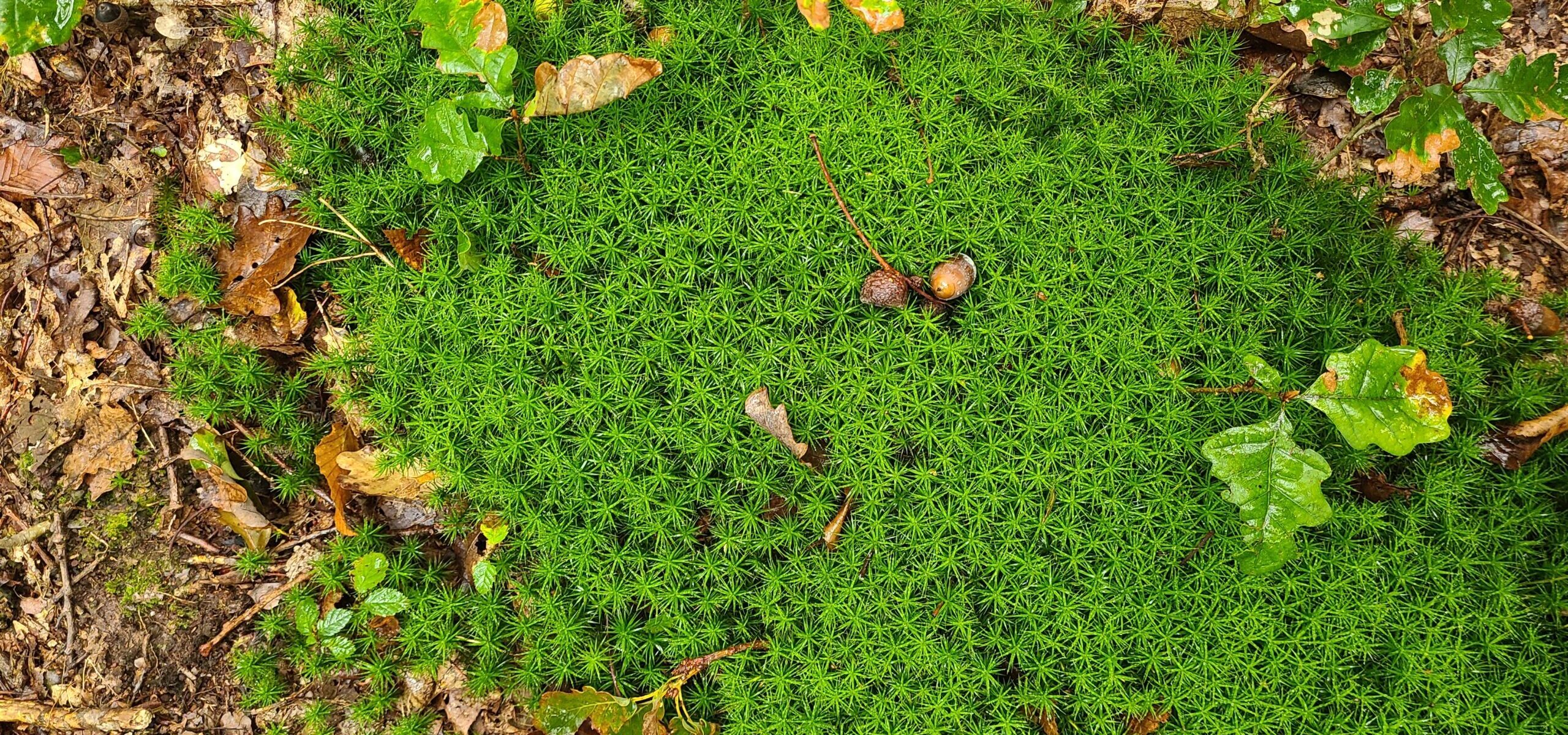 Fans de Forêt_Vernouillet