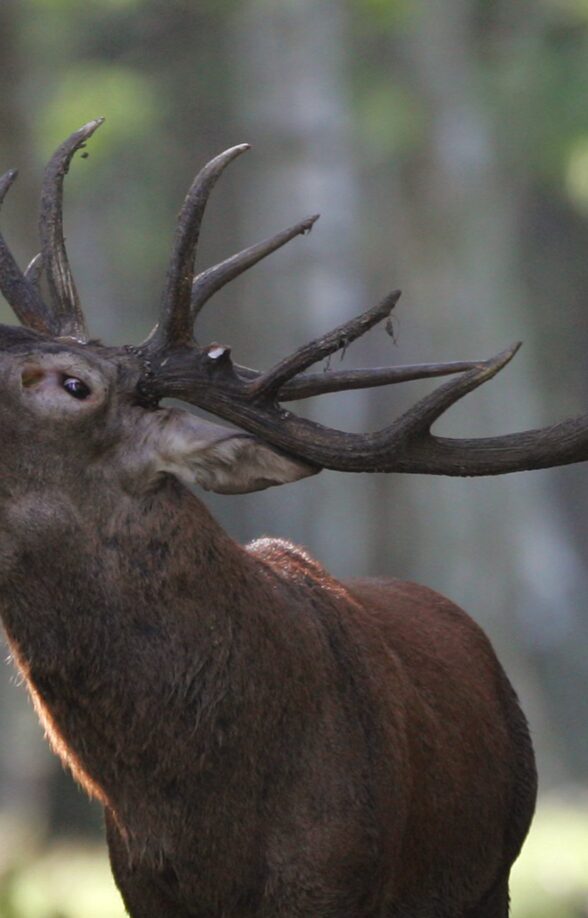 Soirées Brame du cerf avec Aymeric Benoit_Rambouillet