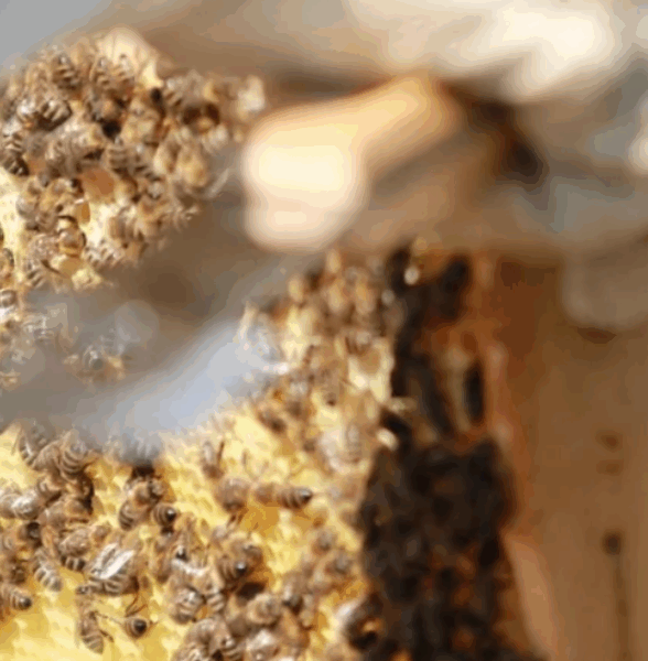Atelier découverte de l'apiculture_Maisons-Laffitte