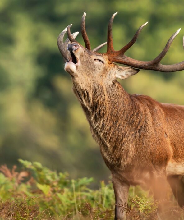 Soirées Brame du cerf avec Aymeric Benoit_Rambouillet