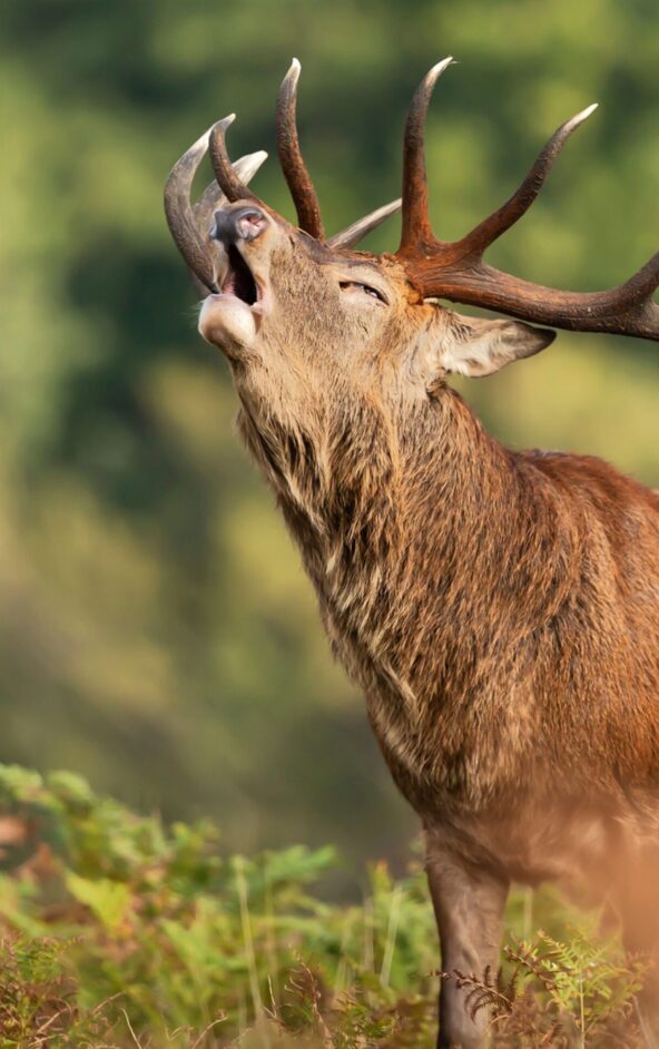 Soirées Brame du cerf avec Aymeric Benoit_Rambouillet