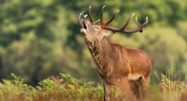 Soirées Brame du cerf avec Aymeric Benoit_Rambouillet
