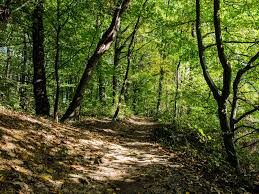 Forêt Départementale les Grands Bois_Morainvilliers