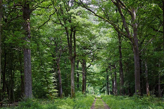 Forêt Départementale les Grands Bois_Morainvilliers