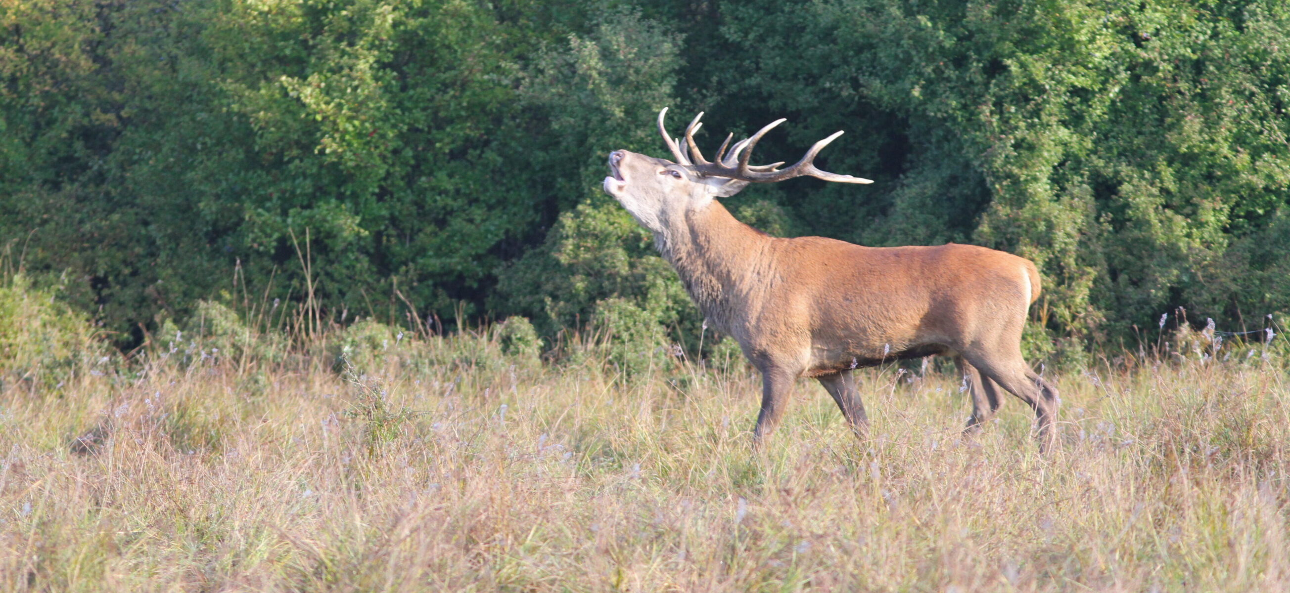 Soirées Brame du cerf avec Aymeric Benoit_Rambouillet