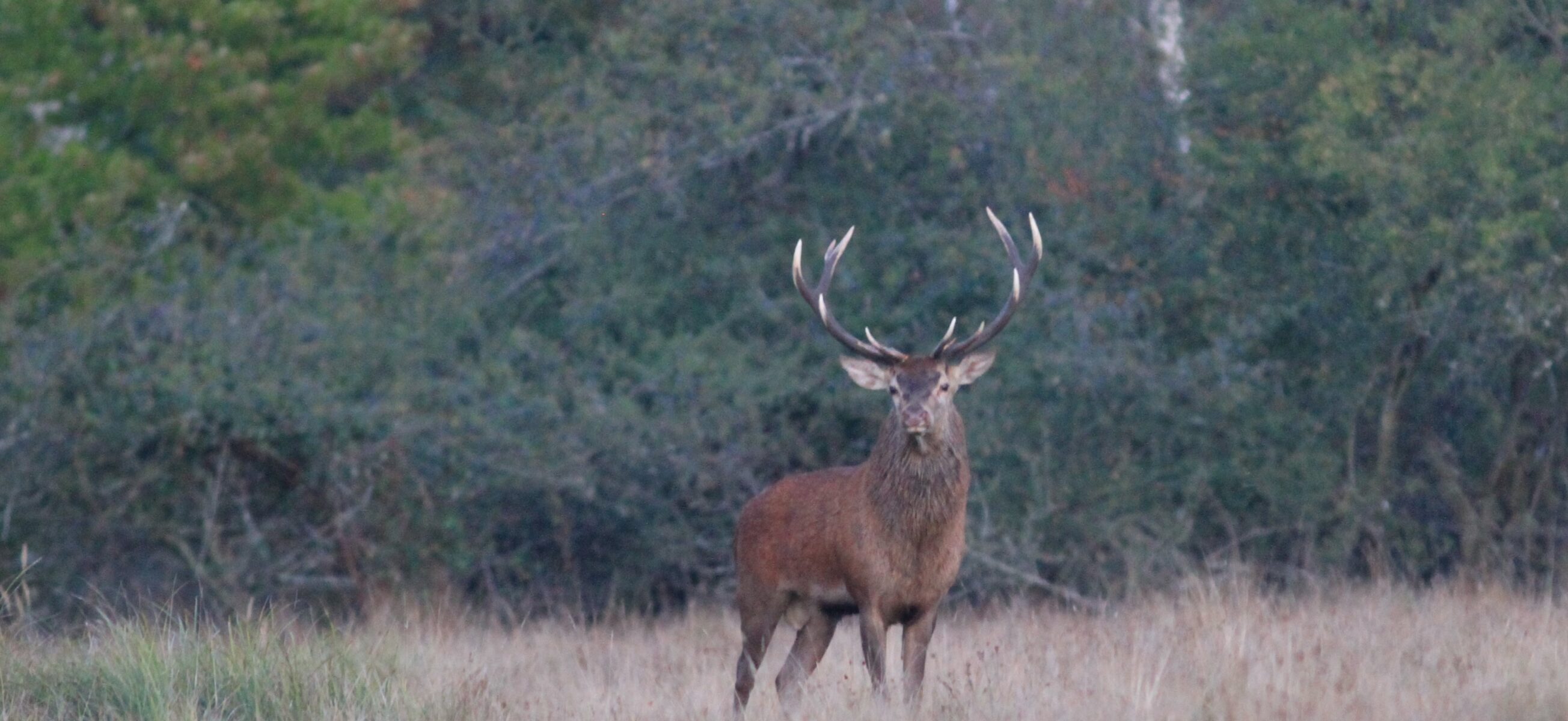 Soirées Brame du cerf avec Aymeric Benoit_Rambouillet