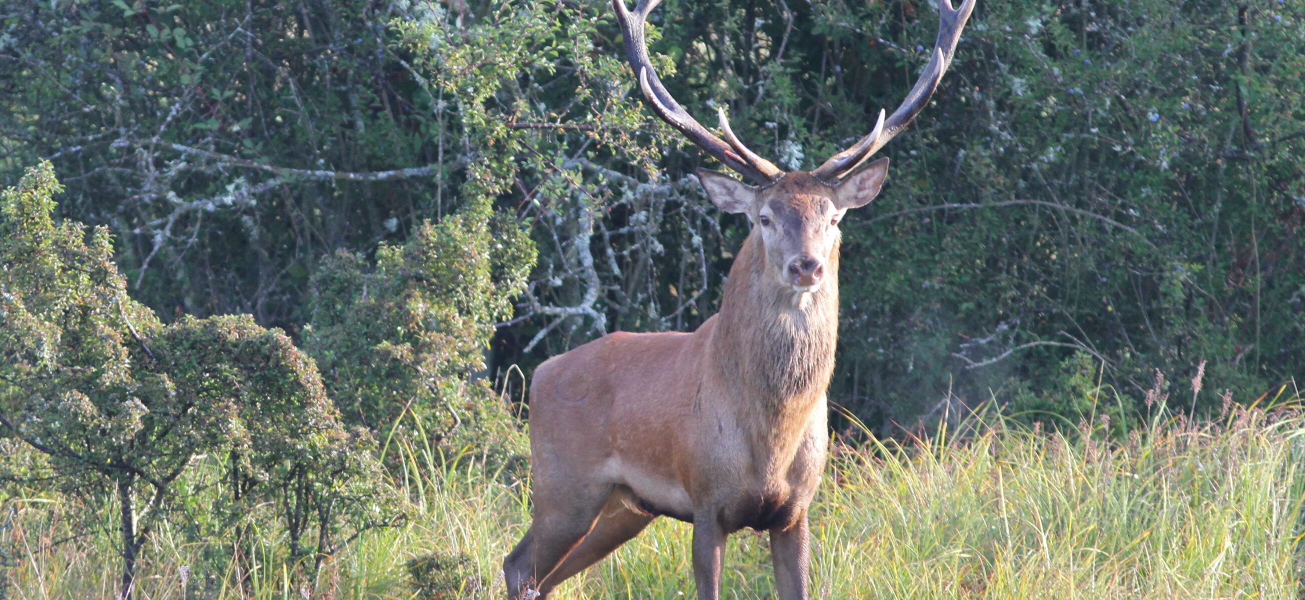 Soirées Brame du cerf avec Aymeric Benoit_Rambouillet