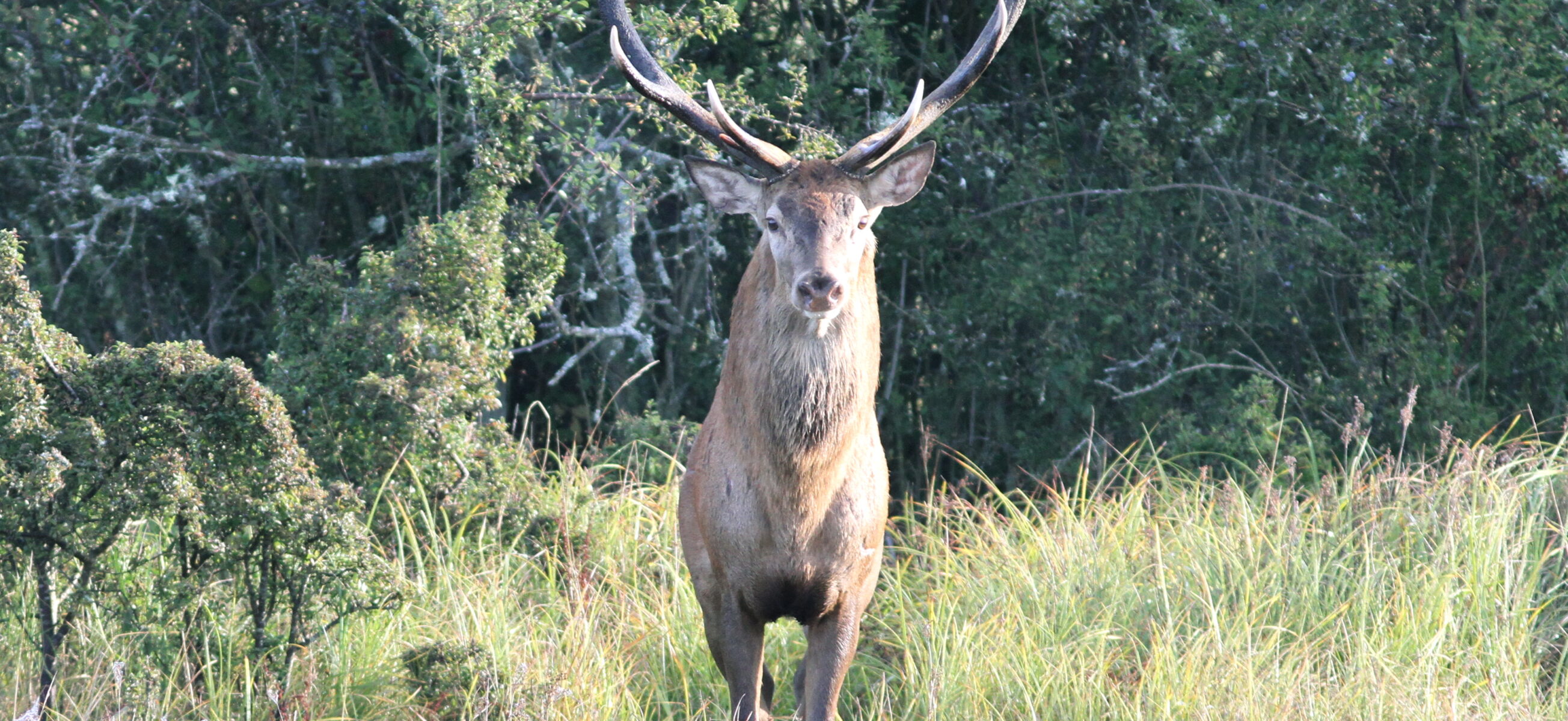 Soirées Brame du cerf avec Aymeric Benoit_Rambouillet