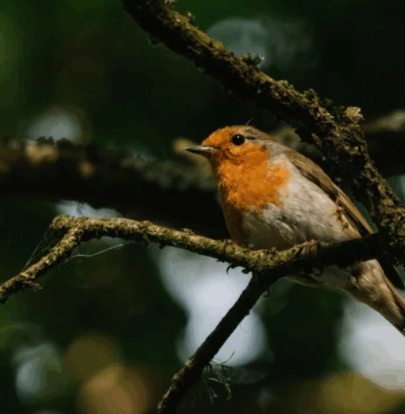 Observation des oiseaux dans le parc_Maisons-Laffitte