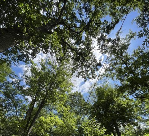 Forêt Départementale les Grands Bois_Morainvilliers