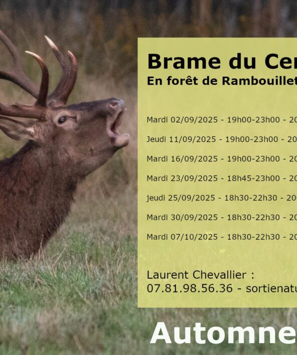 Sortie Brame du cerf avec Laurent Chevallier_Rambouillet