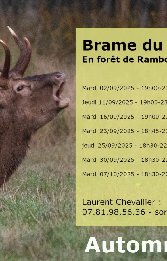 Sortie Brame du cerf avec Laurent Chevallier_Rambouillet