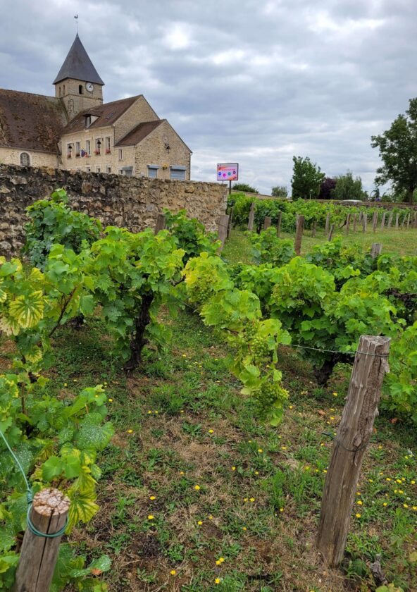 Vignes de Tacoignières_Tacoignières