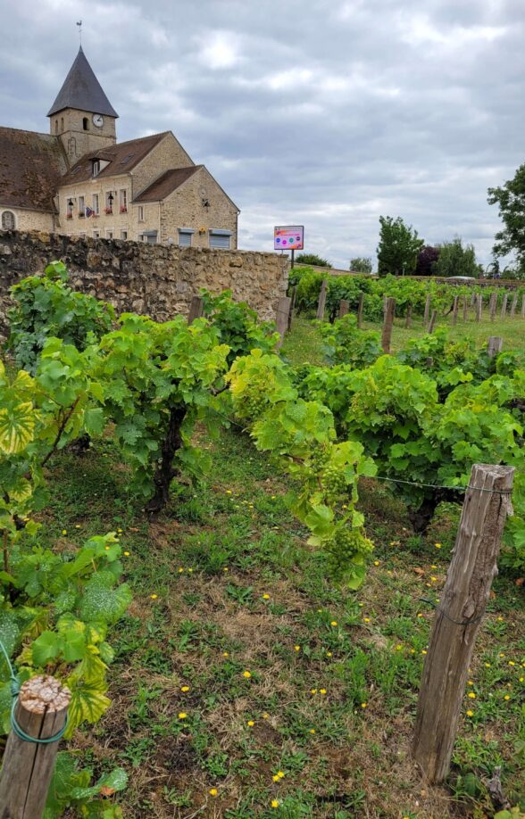 Vignes de Tacoignières_Tacoignières