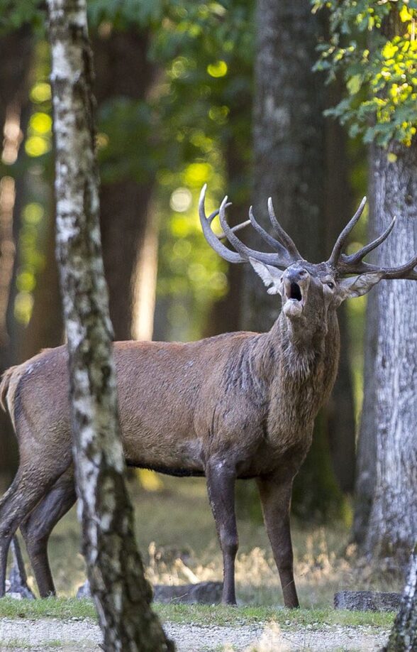 À l'écoute du brame du cerf avec Solen Boivin_Bullion