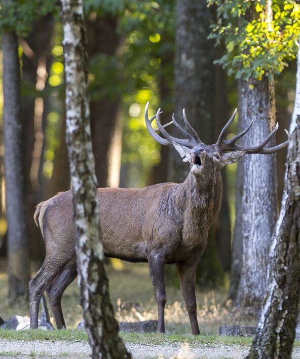 À l'écoute du brame du cerf avec Solen Boivin_Bullion