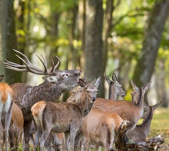 Le Brame du Cerf à l'Espace Rambouillet_Sonchamp