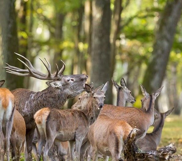 Le Brame du Cerf à l'Espace Rambouillet_Sonchamp
