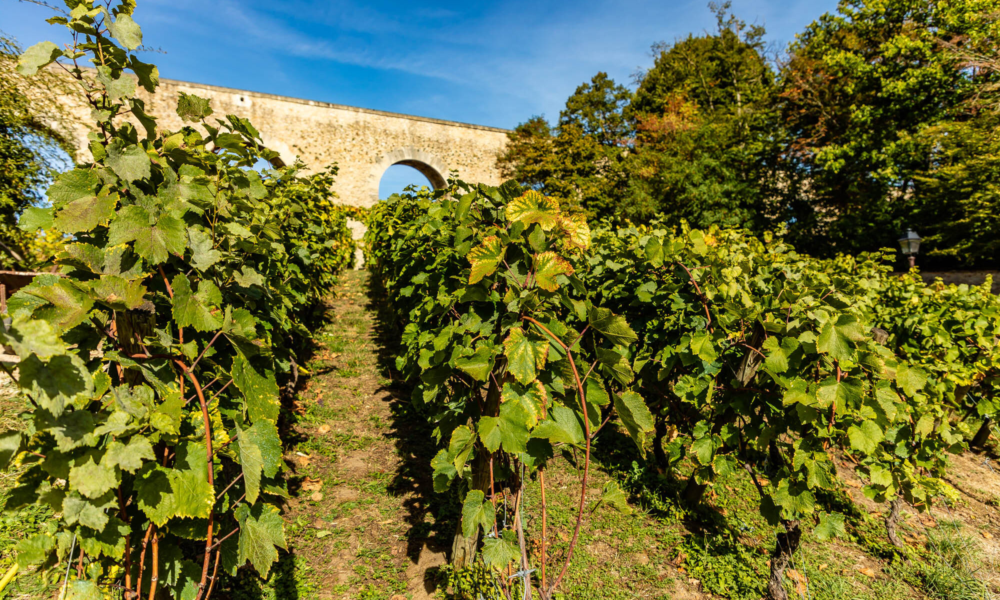 CLUB ŒNOLOGIQUE : Séance découverte_Louveciennes