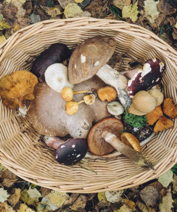 Sorties champignons comestibles et toxiques de nos forêts_Rambouillet