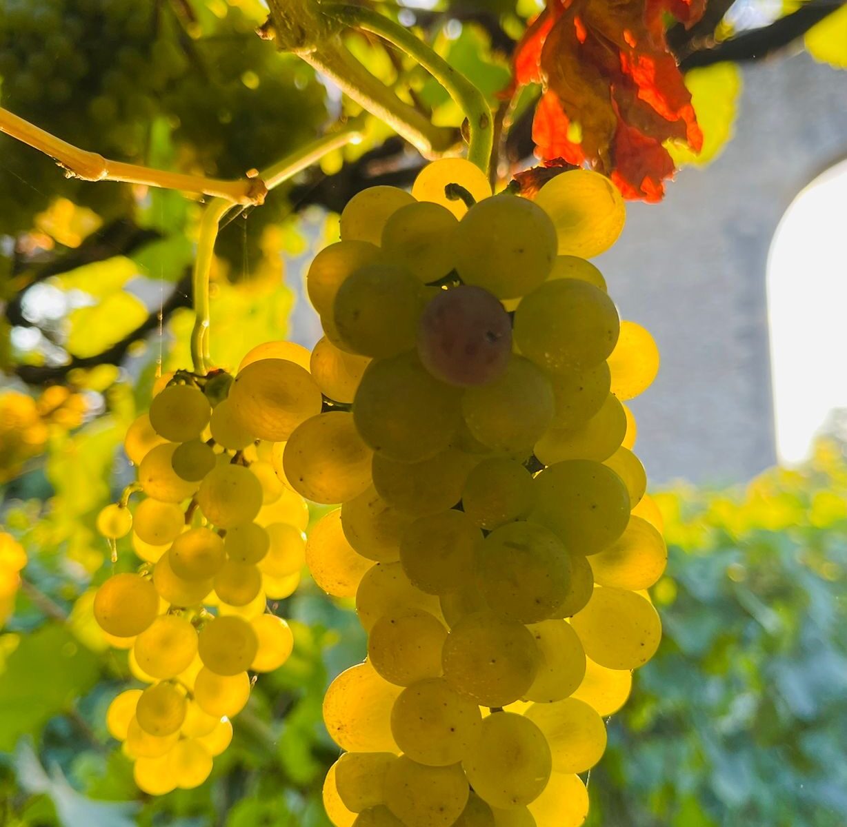 CLUB ŒNOLOGIQUE : Séance découverte_Louveciennes