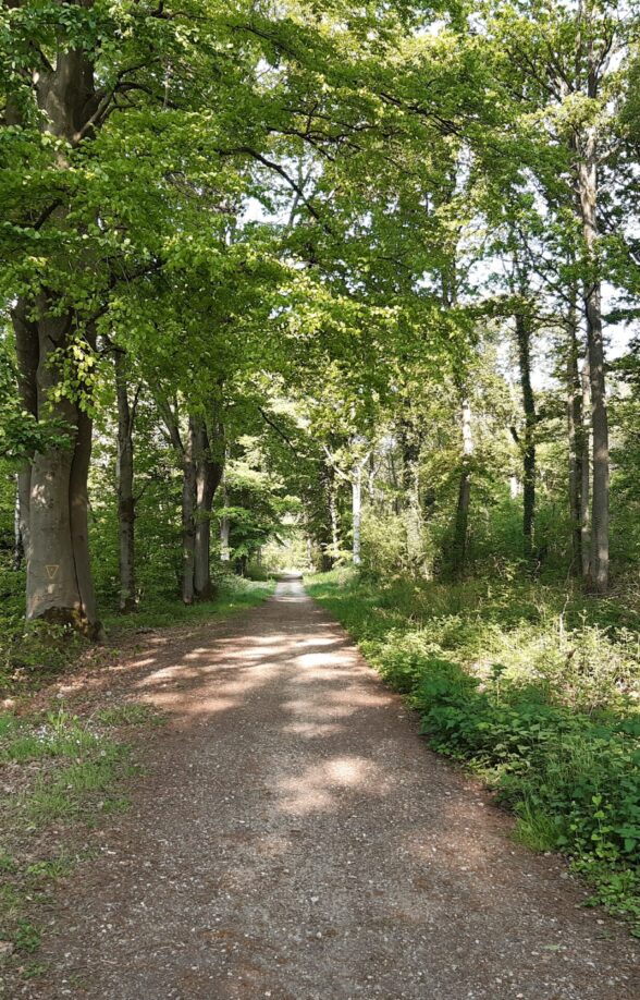 Forêt départementale de Moussus-Saint-Laurent_Brueil-en-Vexin